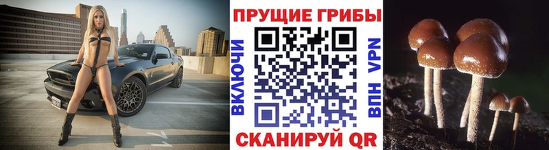 Галлюциногенные грибы GOLDEN TEACHER  цена   Ладушкин 